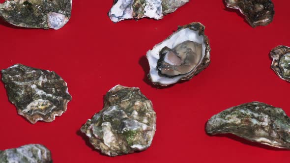 Video of fresh oysters on red background