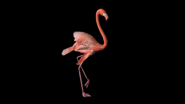 Flamingo Walk alt