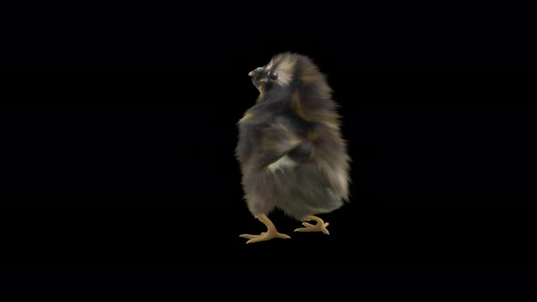 14 Baby Chicks Dancing 4K