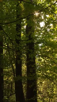 Vertical Video of Trees in the Forest in Autumn