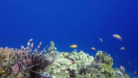 Red Sea Lion-Fish
