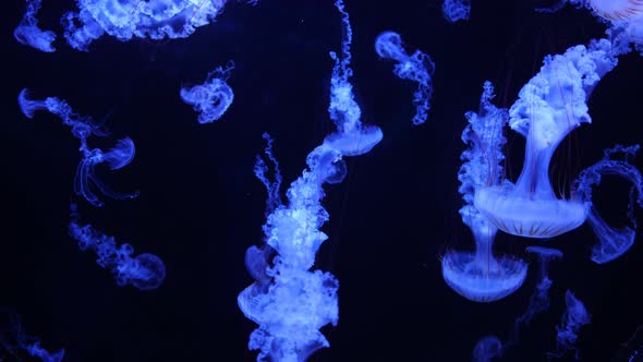 Beautiful Jellyfish in the Neon Light in Aquarium Nature Background