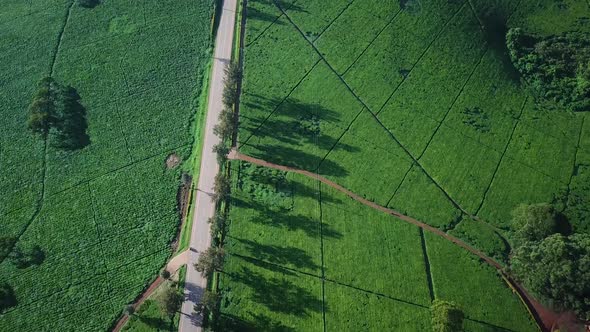 Car is driving rural road surrounded by tea estate in Fort Portal. Tea agricultural production in Ug