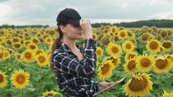 An Female Farmer Stands in Field of Sunflowers and Puts on a Cap Investigating Plants Ecologist