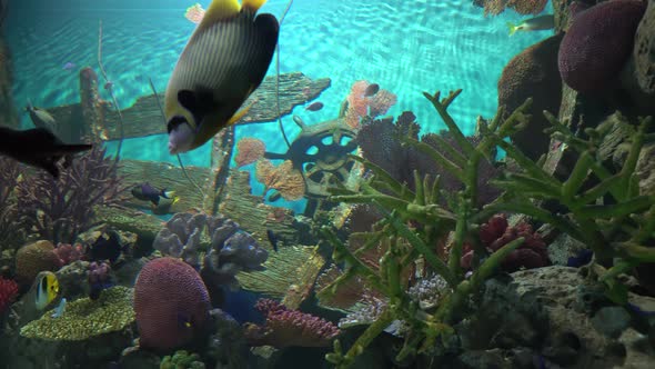 Cute tropical fishes floating near large rocks with colorful corals