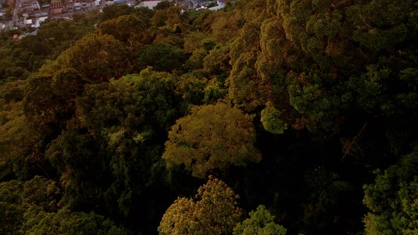 Aerial View of the Rainforest at Sunset on the Outskirts of the City