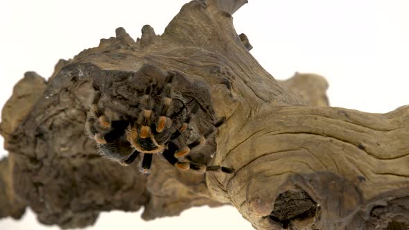 Spider Tarantula Sitting on a Stone on Wooden Snag in White Background