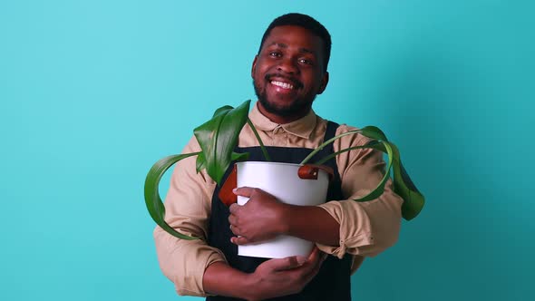 Latin Man Gardener Holds Pot with a Plants in Studio Blue Background