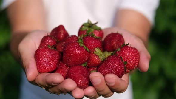 Big Ripe Red Strawberry in the Palms of the Girl