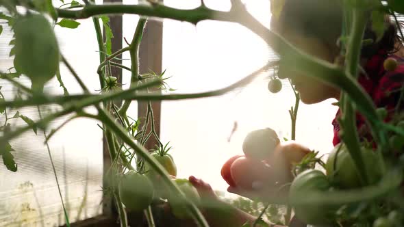 A Woman Farmer Harvests in a Greenhouse