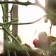A Woman Farmer Harvests in a Greenhouse - VideoHive Item for Sale