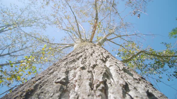 Thick Bark and Thin Branches of Birch at Bright Sunlight