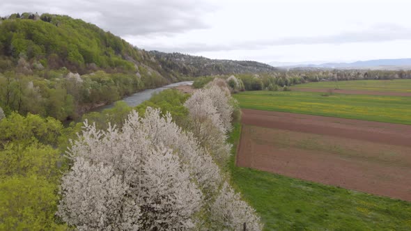 Ukraine Orchard Apple Cherry Trees Bloom in Spring