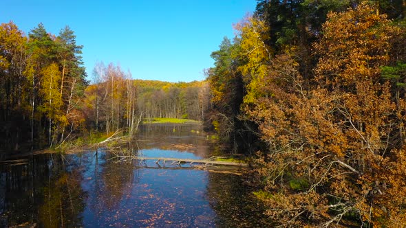 Aerial View of the Pond and the Bright Autumn Forest on Its Shore