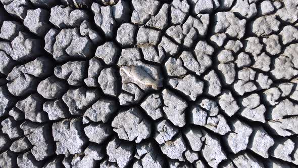 Fish at the bottom of the dried up lake