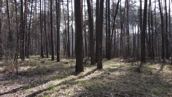 Trees in a Pine Forest During the Day Aerial View