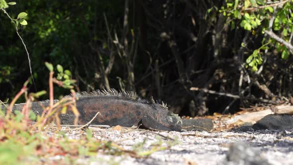 Galapagos Marine Iguanas On The Ground Sun Bathing At Charles Darwin Research Station. Low Angle, Pa