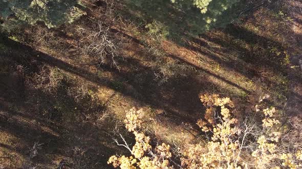 Vertical Video of Trees in the Forest in Autumn