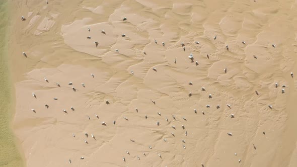 Flock of Birds Fly Over the Beautiful Seascape