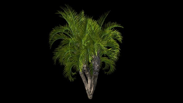 Palm Tree With Large Leaves alt