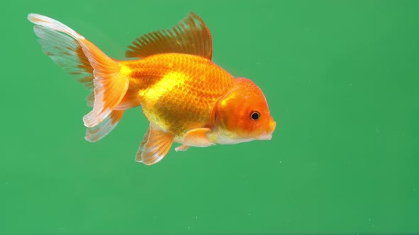 Gold Fish On Green Screen Background