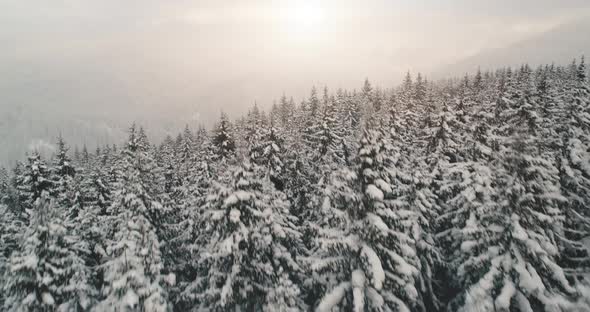 Winter Sun Mountain Forest Closeup Aerial