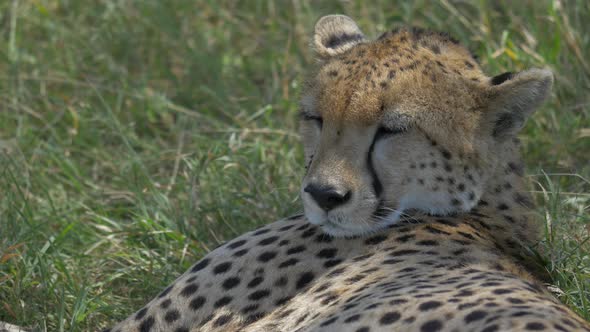 Cheetah lying on green grass