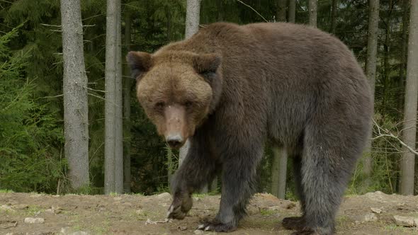 A Big Brown Bear in the Forest