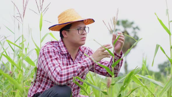 Asian farmer sitting and checking quality of plant in a rice farm