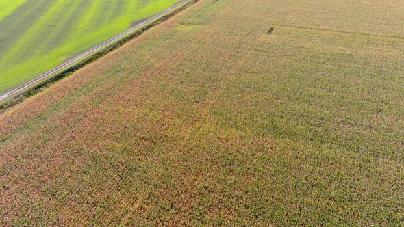 4K, UHD aerial clip of corn and wheat crops field in rural area, agricultural concept.