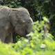 asia elephant in tropical forest - VideoHive Item for Sale