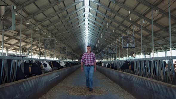 Farm Owner Walking Barn Checking Milk Production Stage on Modern Cowshed