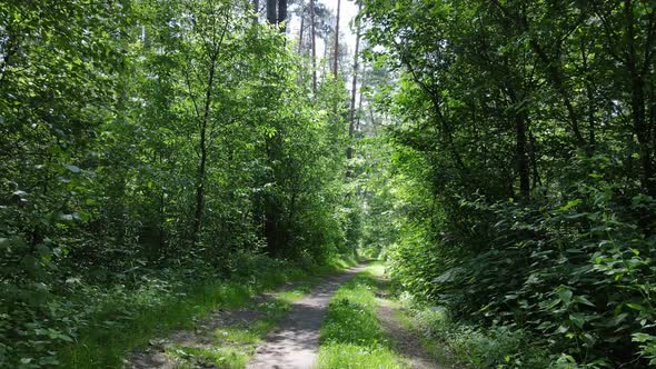 Trees in the Forest By Summer Day