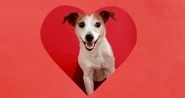 Happy Dog Peeking Through Heart Shaped Hole