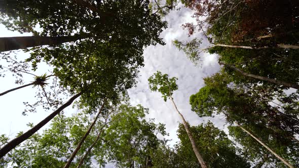 Timelapse looking at sky passing above the rainforest canopy.