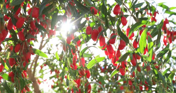 Goji berry fruits and plants in sunshine garden