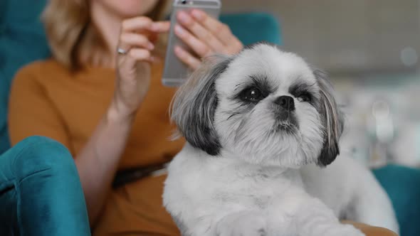 Woman Read Message with Dog on Knees Sitting on Armchair