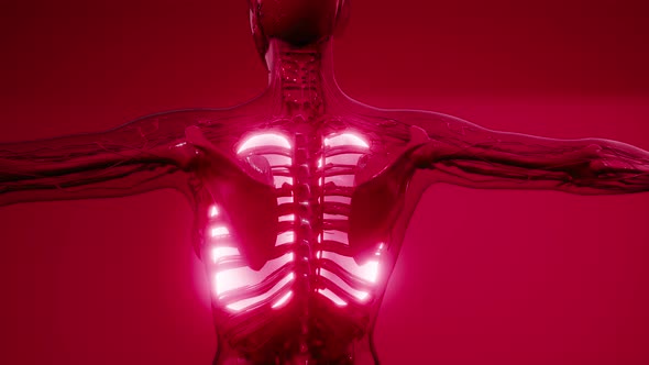 Human Lungs Radiology Exam alt