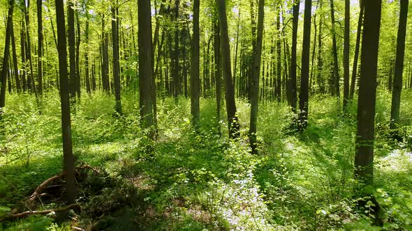 Flying Between the Trees in the Spring Forest