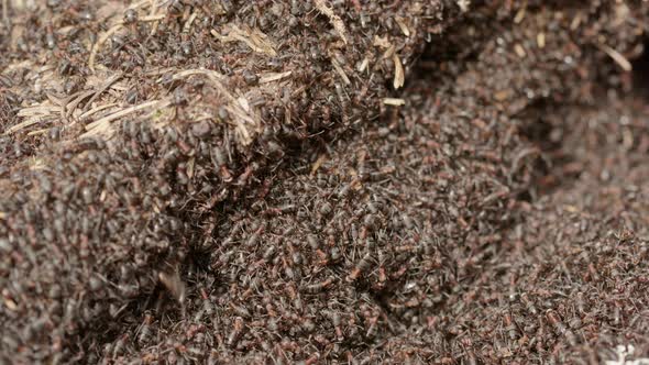 Red wood ant colony, Formica rufa, in a forest, Sweden, close up zoom in