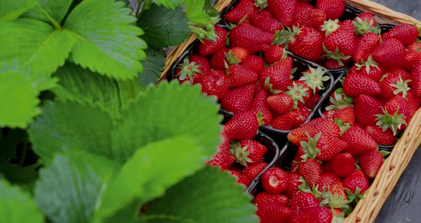 Close Up of Freshly Picked Strawberries Lying Inside Basket