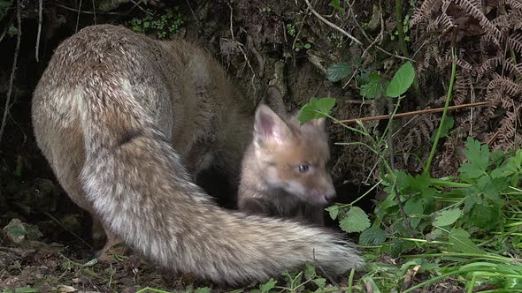 750674 Red Fox, vulpes vulpes, Mother and Cub standing at Den Entrance, Normandy, Real Time
