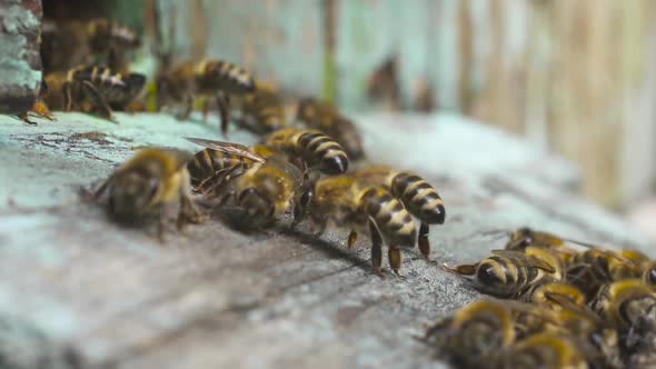 Honey Bees Fly Near Their Wooden Hive and Crawl Along It. Make Honey From Nectar