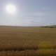 Wheat Field Aerial Sunrise Sunset - VideoHive Item for Sale
