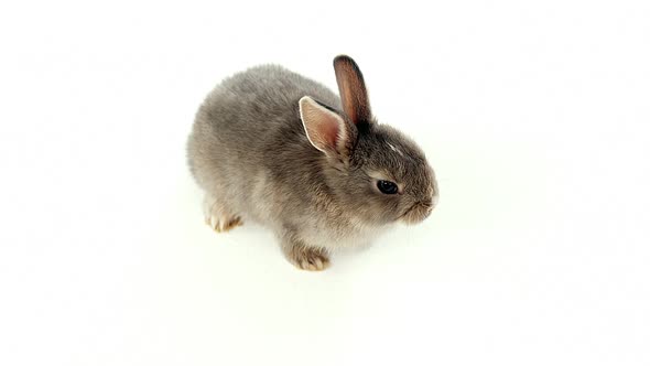 Easter bunny on white background