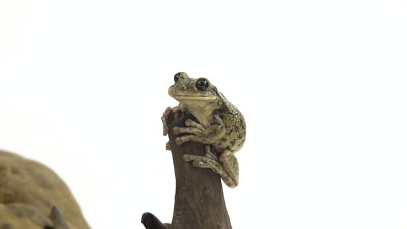 Frog Sitting on a Stone on Wooden Snag in White Background