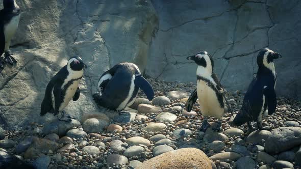 Penguins At The Zoo