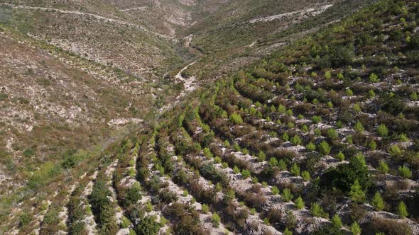 Reforestation Tree Drone Shot