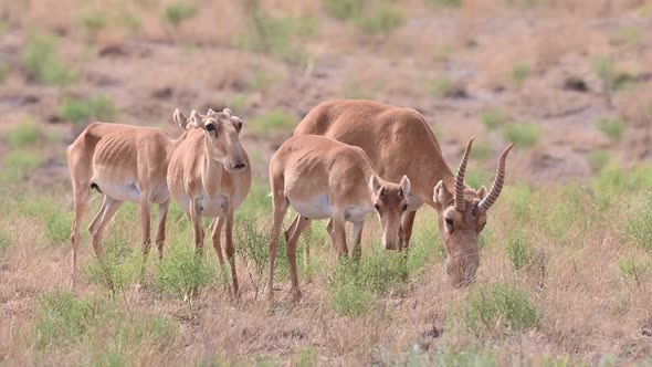 Wild Saiga Antelope or Saiga Tatarica Grazes in Steppe