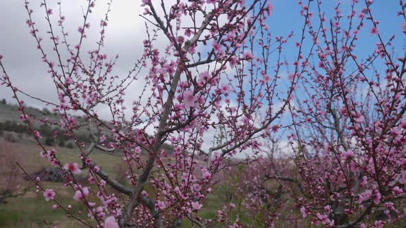 Blooming Peach Orchards Trees in Spring in Crimea in Sunny